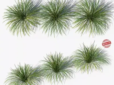 Muhlenbergia Rigens deergrass Low-poly 3D model