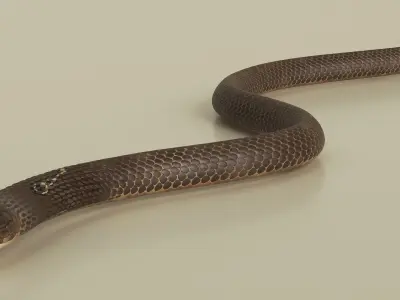  Naja Cobra Snake Crawling Animated Rigged 