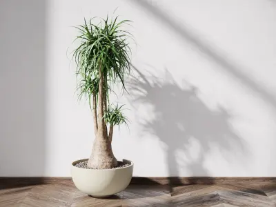 Beaucarnea   Elephants Foot in Oval Low Planter 3D model