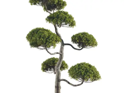 bush tree shuba 1 3D model
