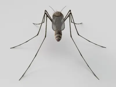 Mosquito 