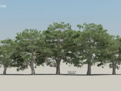  80 Summer Pine Trees 