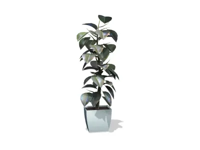 Ficus Elastica Plant Low-poly 3D model