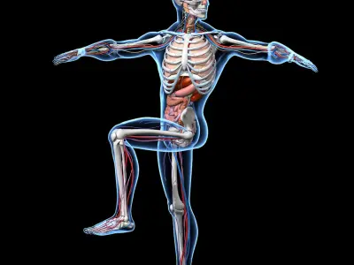  Skeleton Anatomy Nervous System - Rigged 