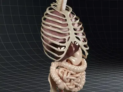 Anatomy Internal Organs 02 3D model
