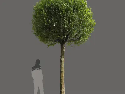 Globe Cherry Prunus Eminens Umbraculifera - 3 unique 3D models 3D model