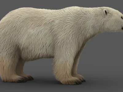 Polar Bear (2) (Animated) (Fur) model 