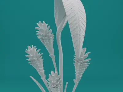 Ginger Plant Model for 3D Printing 3D print model