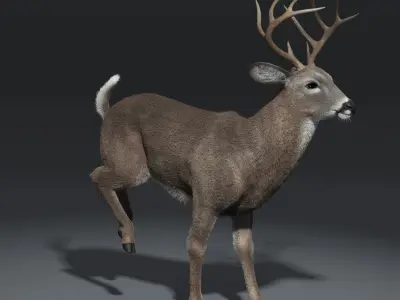  White Tailed Deer(FUR)(ANIMATED) 