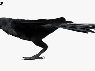  Crow Fur Animation Rigged 
