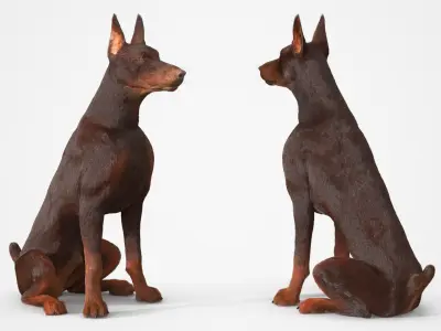  Brown Doberman Pinscher Fur for Cinema 4D Rigged 