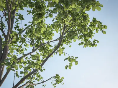 Animated trees for architectural visualization 3D model