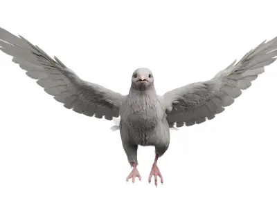  White Dove Fur Animated Rigged 3D 