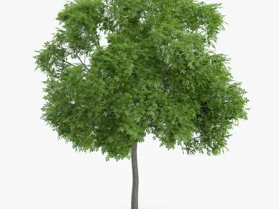  5 Horse Chestnut Trees 