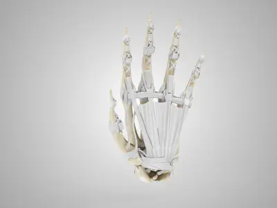 Hand Bones with Ligaments Low-poly 3D model