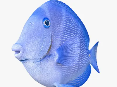  coral fishes collection 