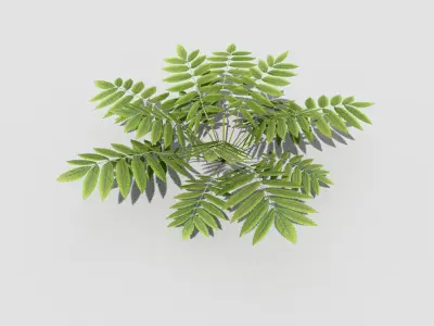 Low poly Plant fern Low-poly 3D model