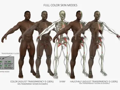 Full African American Male Anatomy 3D model