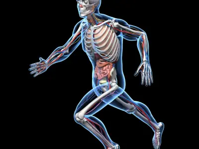  Skeleton Anatomy Nervous System - Rigged 