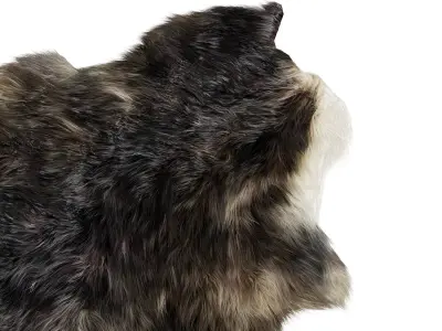 Sheepskin skin 3D model