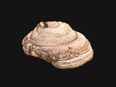 Mushroom photoscan - FomesFomentarius Low-poly 3D model