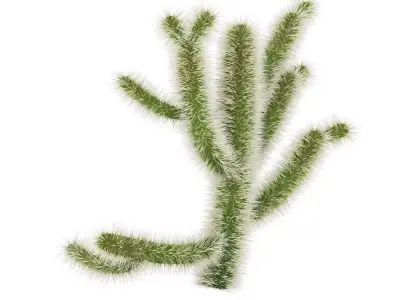 Cholla Cactus 3D model