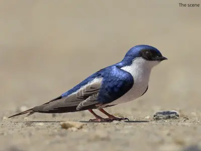  Flying House Martin Bird Animated Rigged 