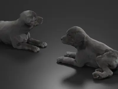  Labrador Retriever Puppy Black Lying Down Fur for Cinema 4D 