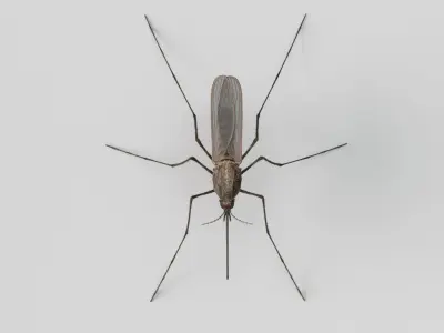  Mosquito 