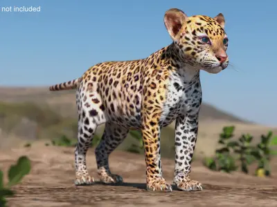  Leopard Cub Playing Animated Rigged 