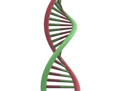 DNA Molecule v1 003 Low-poly 3D model
