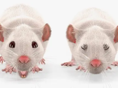  Running White Rat Fur Animated Rigged 