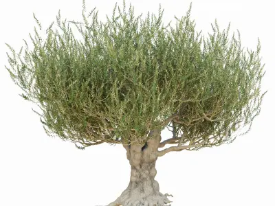 Old olive tree 2 3D model