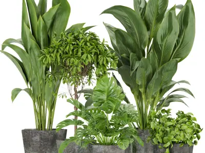  Collection plant indoor vol 2 - blender - 3dmax - cinema 4d 