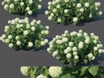 Hydrangea arborescens Nr1 - Annabelle V2  3D model