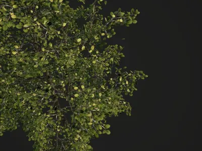 Realistic Tree 3D model Low-poly 3D model Low-poly 3D model