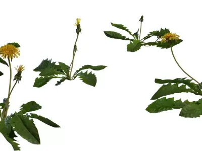 Realistic Dandelion Weed  Flower 3D Model Pack Low-poly 3D model