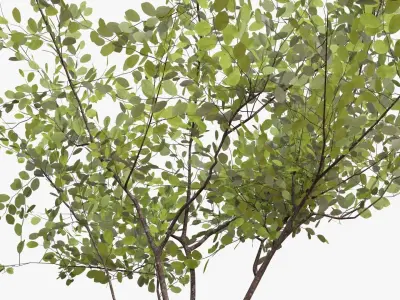 Amelanchier lamarckii Multistem 3D model