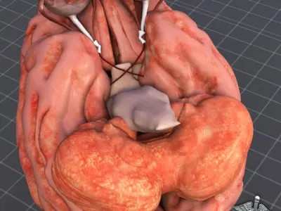 Eye and Brain 3D model