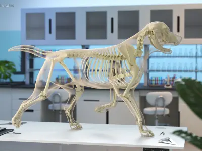  Dog Skeletal Anatomy with Translucent Shell Walking Pose 