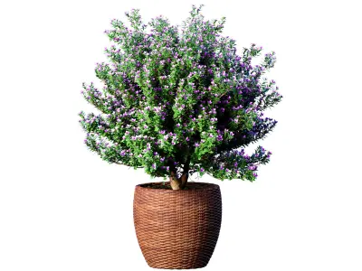 Decorative flowering garden tree in a rattan pot Provence style 3D model