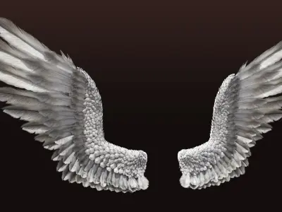  Pair of Bird Wing [C4D] 