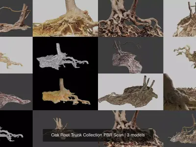 Oak Root Trunk Collection PBR Scan 3D Model Pack