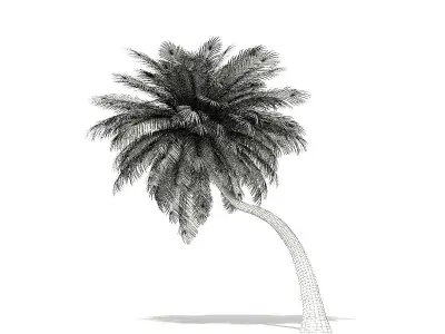 Coconut Palm Tree 3D Model 6m 3D model