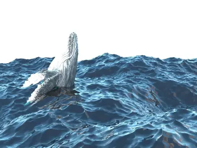 Humpback Whale Is Jumping and Breaching In The Ocean 3D model