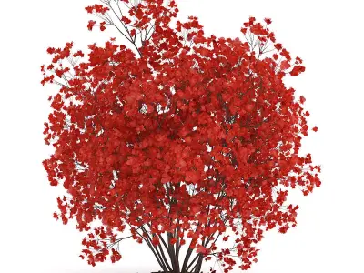 Flowering Quince Plant Chaenomeles 3D model