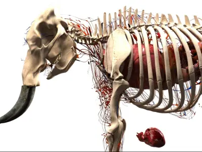  africaElephantAnatomy 3D 