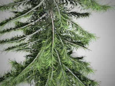 Alaska Cedar Tree Low-poly 3D model