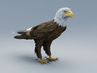  American Bald Eagle ANIMATED 
