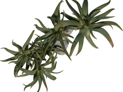 Realistic Desert Aloe Tree  Low-poly 3D model